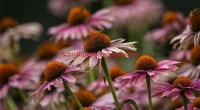 Nice pink flowers