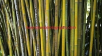 bamboos