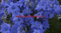 blueflowers