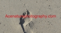 footprint1