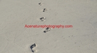 footprints