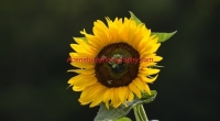 sunflower1