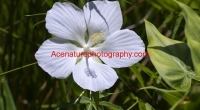 white hibiscus