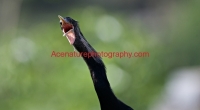 anhinga-2