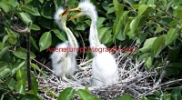 baby-egret1