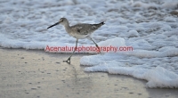 bird by the beach