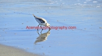 birdie by the sea