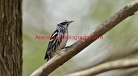 black and white warbler