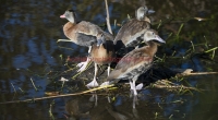 black belly ducks