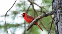 cardinal 2