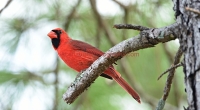 cardinal1