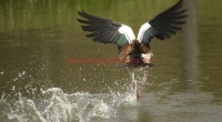 egyptian goose