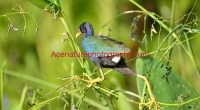 gallinule