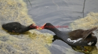 gallinule1