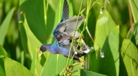 gallinule2