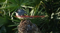 green-heron-2