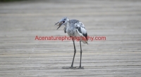 heron eating