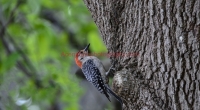 woodpecker